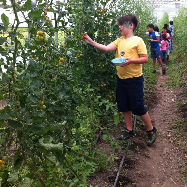 field to fork