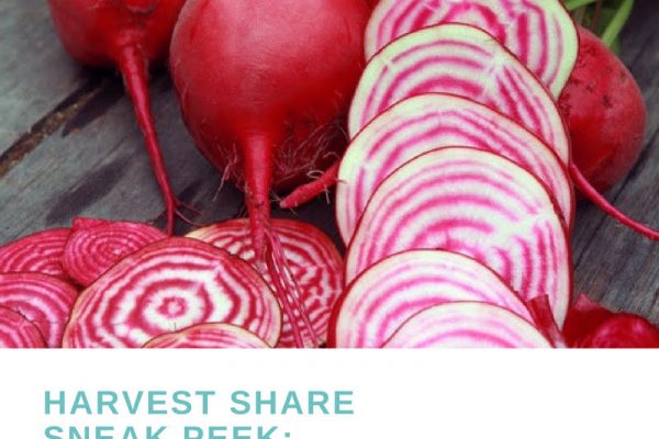 Harvest Share Sneak Peek: Chiogga Beets