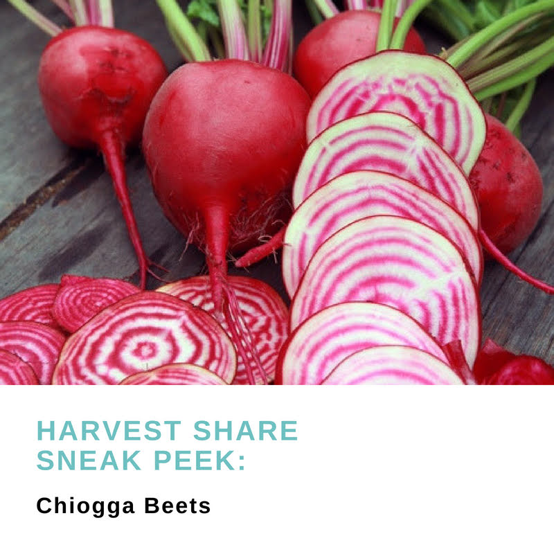 Harvest Share Sneak Peek: Chiogga Beets