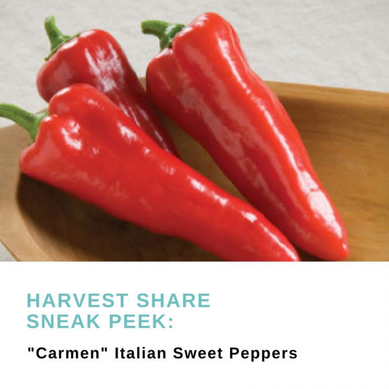 Black Creek Community Farm Harvest Share Sneak Peek “Carmen” Italian