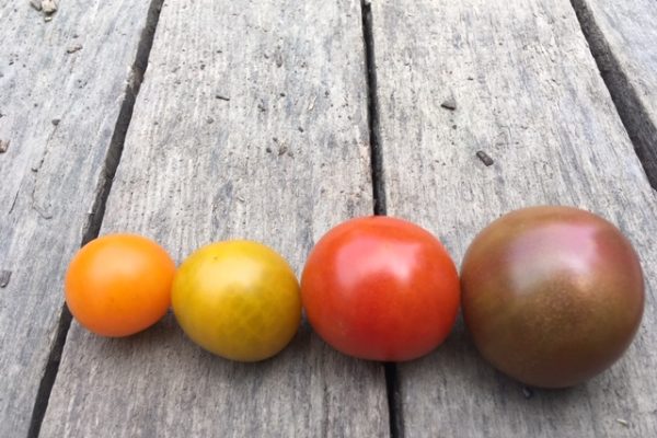 Cherry tomatoes: Sungold, Toronjina, Sakura, Black Cherry