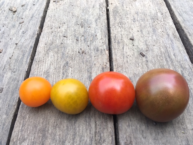 Cherry tomatoes: Sungold, Toronjina, Sakura, Black Cherry