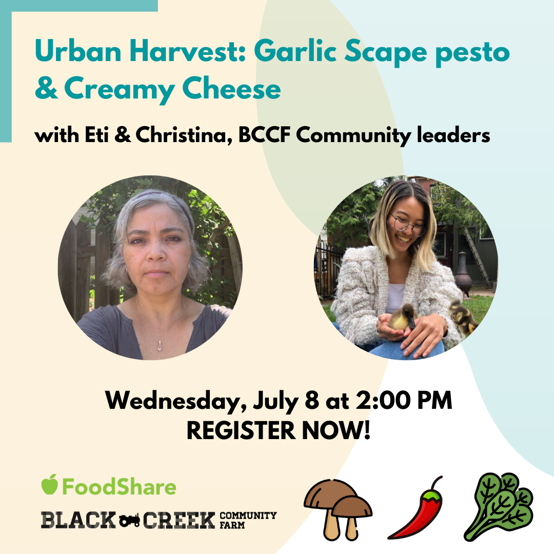 Title text reads: Urban Harvest: Garlic Scape pesto and Creamy Cheese with Eti and Christina, BCCF Community leaders. Separate images of Eti & Christina. Date: Wednesday, July 8, 2020. Register Now! - with Black Creek Community Farm logo, and image of cartoon vegetables next to it