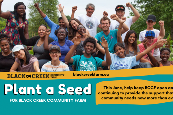 Photo of BCCF farm staff and community members outside on a bright sunny day with their arms raised in celebration. Text reads: Plant a Seed for Black Creek Community Farm. This June help keep BCCF open and continuing to provide the support that our community needs now more than ever.