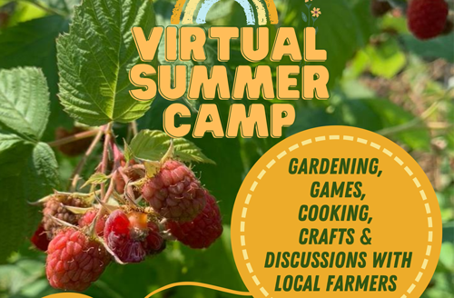 -Background image is a raspberry bush. -Poster title reads: virtual Summer Camp -Gardening, games, cooking, crafts and discussions with local farmers through the Black Creek Community Farm. -camp runs from August 5th to August 21- every Monday, Wednesday and Friday