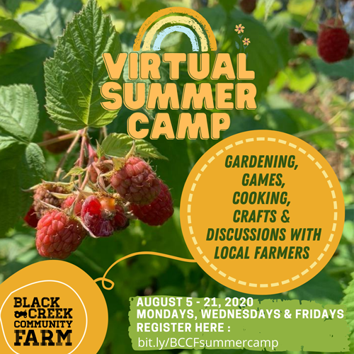 -Background image is a raspberry bush. -Poster title reads: virtual Summer Camp -Gardening, games, cooking, crafts and discussions with local farmers through the Black Creek Community Farm.  -camp runs from August 5th to August 21- every Monday, Wednesday and Friday  -time is To be determined  -registration now open via http://Bit.ly/BCCFsummercamp