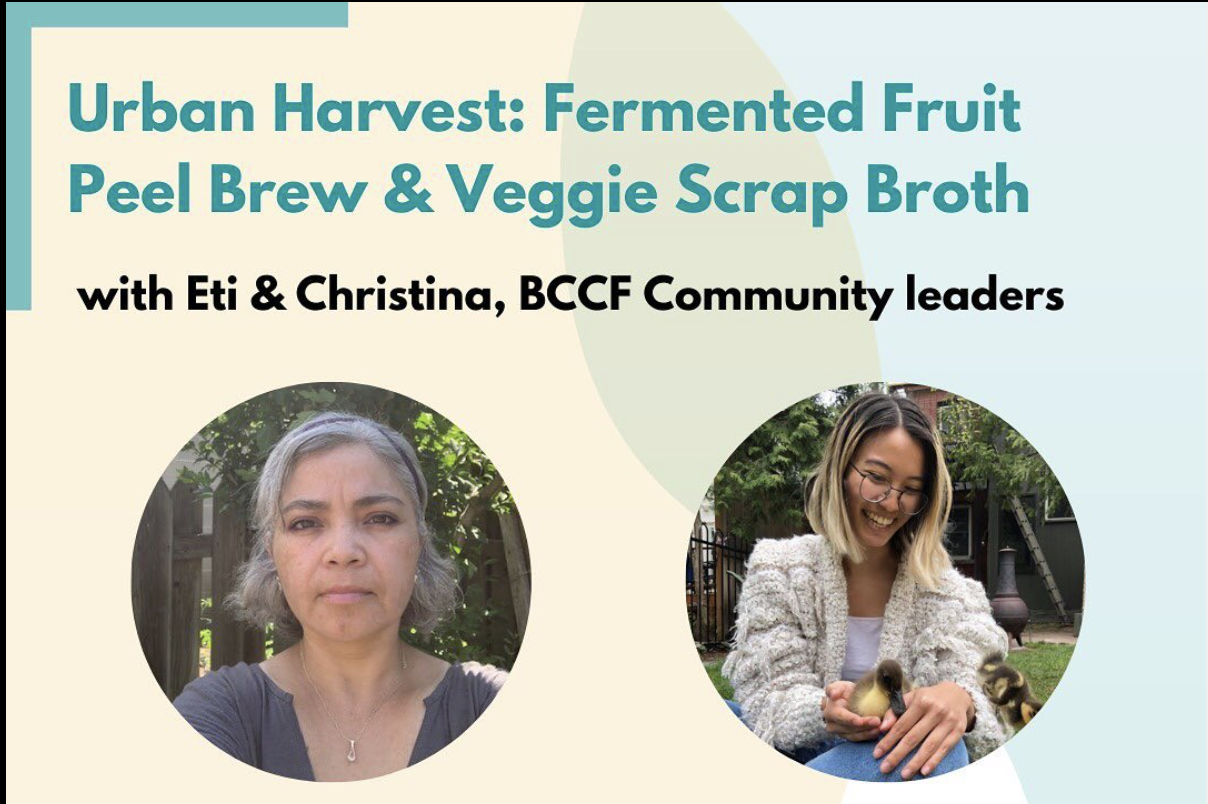 Urban Harvest Eti and Christina: Fermented Fruit Peel Brew and Veggie Scrap Broth