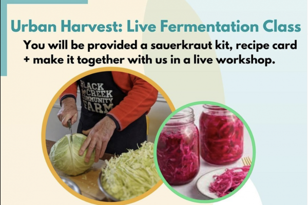 Live fermentation Urban Harvest workshop