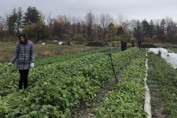 Market Garden placement students harvest root vegetables in the West Field