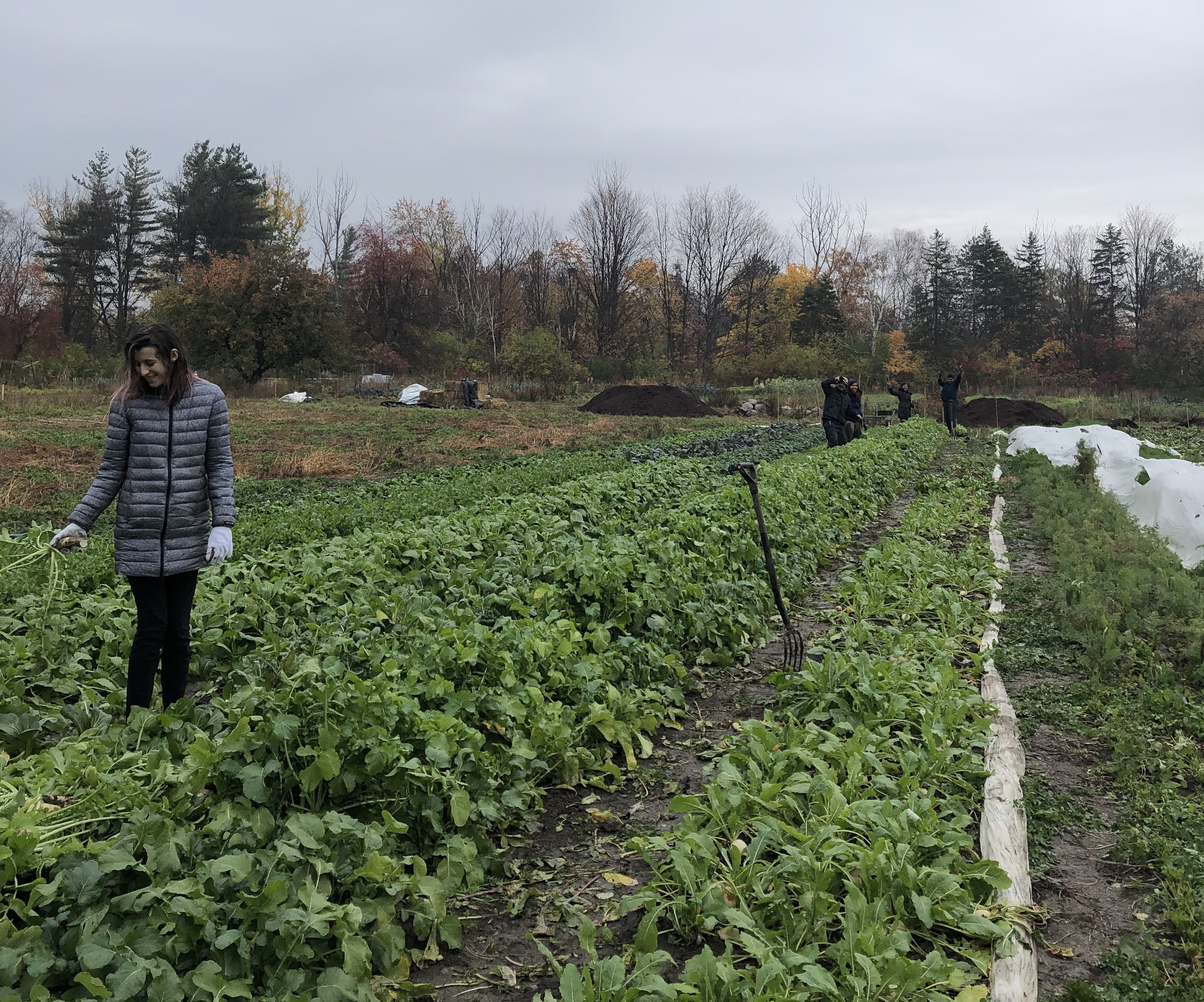 Market Garden placement students harvest root vegetables in the West Field