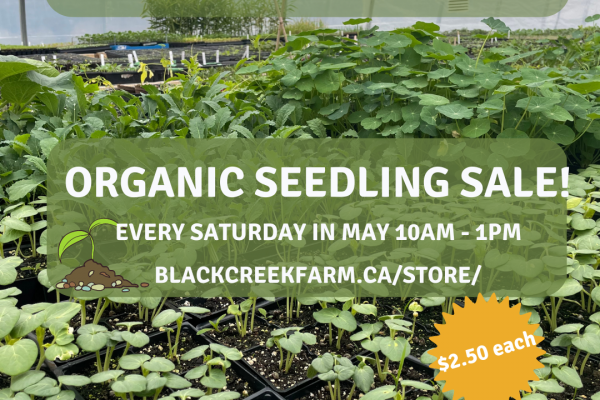 Image shows seedlings growing in the greenhouse. Text reads: Organic Seedling Sale! Every Saturday in May 10am to 1pm blackcreekfarm.ca/store $2.50 each produce@blackcreekfarm.ca 4929 Jane St