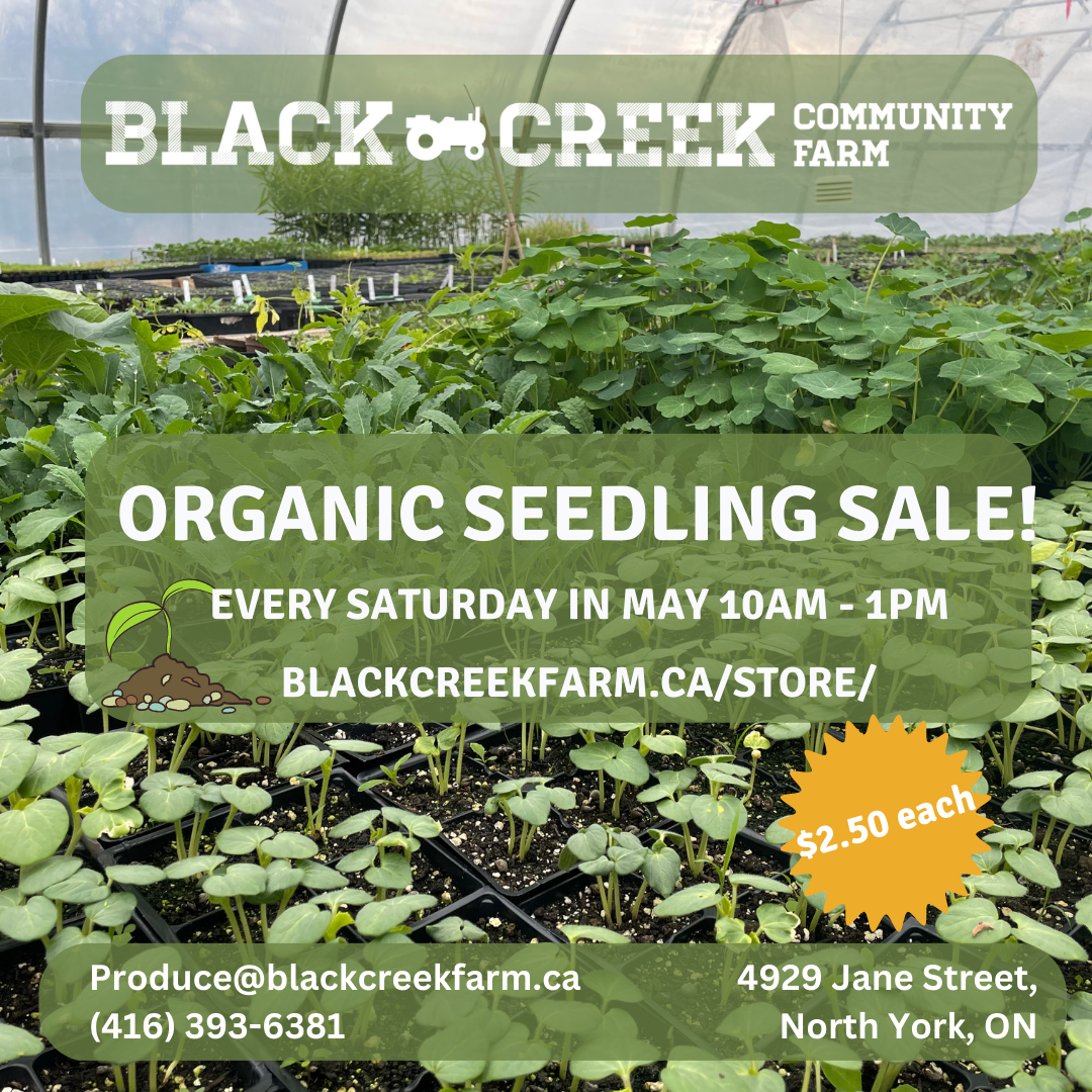 Image shows seedlings growing in the greenhouse. Text reads: Organic Seedling Sale! Every Saturday in May 10am to 1pm blackcreekfarm.ca/store $2.50 each produce@blackcreekfarm.ca 4929 Jane St