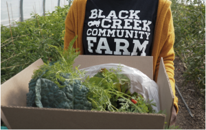 BCCF staff holds a box of fresh produce harvested from the fields and greenhouse